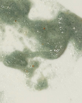 Organic Salt Body Scrub